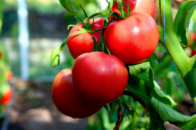 Shree Ganesh tomato Seed(75 per packet)