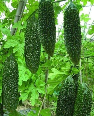 CYBEXIS PAU-96 - Chinese Bitter Cucumber - Bitter Melon - (100 Seeds) Seed(100 per packet)