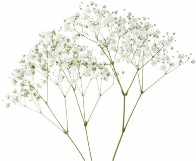 XOLDA Gypsophila flower Seed(32 per packet)