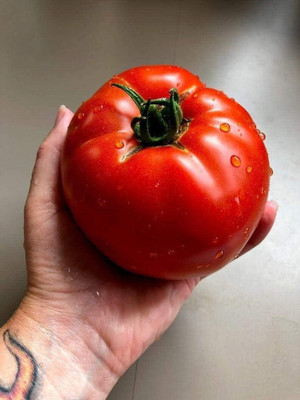 Qualtivate PUAS-1A Beefsteak Tomato Non-GMO Seed(300 per packet)