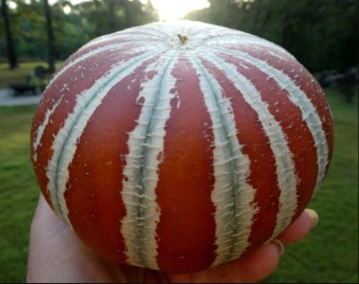 MRCY Kajari Melon rare sweet Orange striped Tiger Seed(500 per packet)