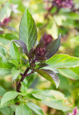 VibeX PAU-28 - Licorice Basil(Ocimum basilicum) - (4500 Seeds) Seed(4500 per packet)