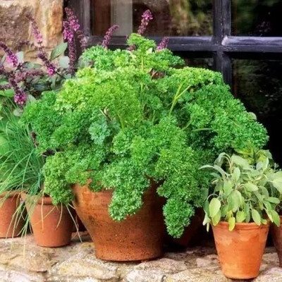 Aro Parsley Seed(42 per packet)