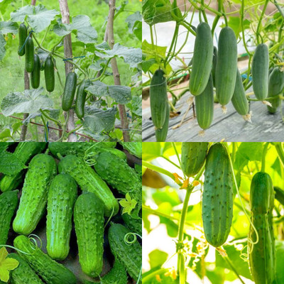 ibains Big cucumber seeds Kakari sosa seeds pack of 26 Seed(38 per packet)