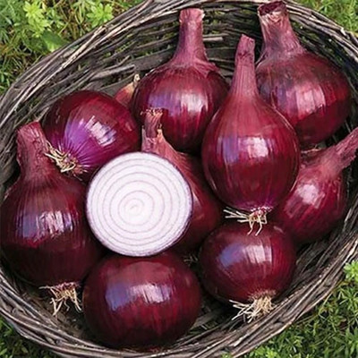 Quentova Onion Red Baron Rare-GBPUT-22F Seed(300 per packet)