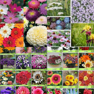 ibains Plant seed all type of flower seeds different biij 212 Seed(212 per packet)