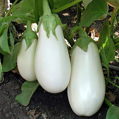 ibains White brinjal seeds Seed(60 per packet)