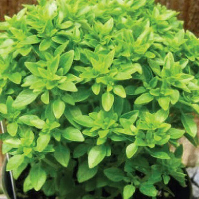 VibeX ® LXI-7 Pistou Mini Sweet Basil seeds Seed(1000 per packet)