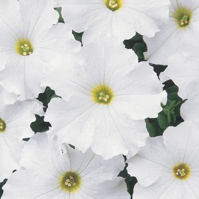 CYBEXIS XLL-35 - Petunia - Dreams White - (60 Seeds) Seed(60 per packet)