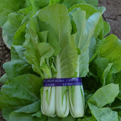 WILLVINE PUAS -VIII Cabbage Seeds - Pak Choi [25g] Seed(7500 per packet)
