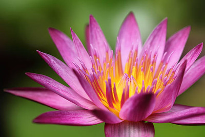 Rudra lotus,kamal gatta Seed(10 per packet)