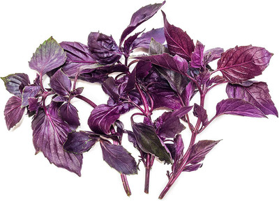 VibeX ® VLR-13 Purple Ruffles Basil Seeds Seed(1000 per packet)