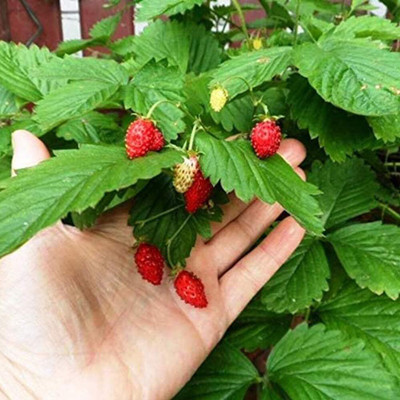 ActrovaX Fruit Garden Plant - Strawberry Red Yellow Mixed [400 Seeds] Seed(400 per packet)