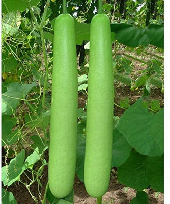 Aywal Bottle Gourd Dudhi Sorakaya Lauki Calabash Seed(190 per packet)