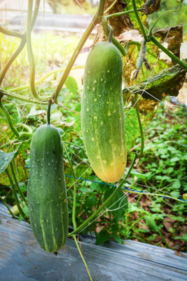 AFARTIOBINA 40 PCS CUCUMBER SEEDS Seed(40 per packet)