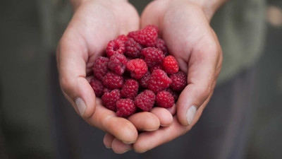 Hybrid Galaxy Raspberry sweet fruit hybrid eco-friendly Seed(20 per packet)