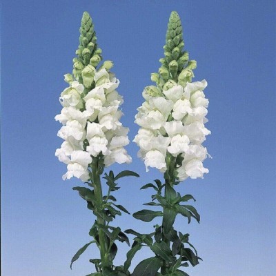 CRGO ANTIRRHINUM Seed(200 per packet)