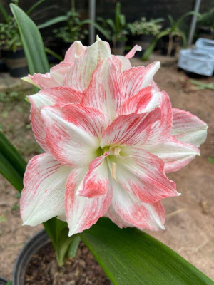Cloud Farm Lily Plant Seed(2 per packet)