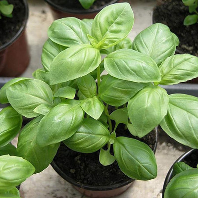 CYBEXIS Hybrid Basil Seeds for Garden1000 Seeds Seed(1000 per packet)