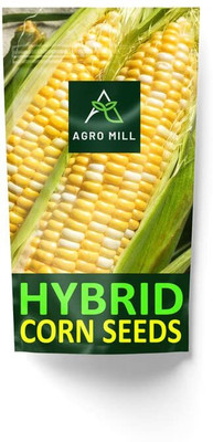 WILLVINE HUA -XI NP-30 Corn Seeds-[250g] Seed(1000 per packet)