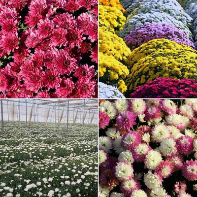 Aywal Chrysanthemum Exotic Flower Seed(30 per packet)