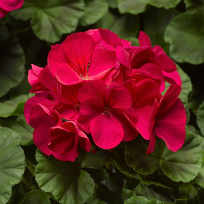 Biosnyg Geranium Flower Garden Seeds - Violet-[50 Seeds] Seed(50 per packet)