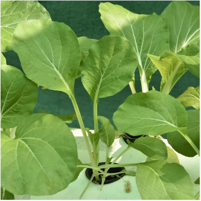 WILLVINE VMR -IX Superschmelz Kholrabi/Knolkhol F1 Hybrid [5g] Seed(1500 per packet)