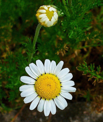 Qualtivate NDIR-78 Roman Chamomile Seeds Seed(250 per packet)