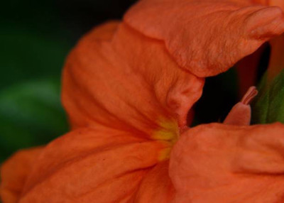 BASF kanakambaram-firecracker-crossandra Seed(20 per packet)