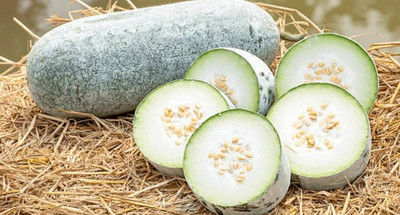 BJUBAS Ash gourd gebetable seeds for Kitchen PACK OF 22 Seed(22 per packet)