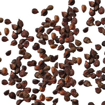KNESSiN Orchard - Grape Seed(50 per packet)