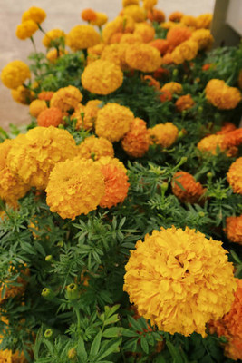 FRENUTRI marigold/gende ka phool flower seeds Seed(50 per packet)