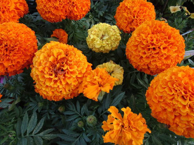 Paudhaa marigold/gende ka phool flower seeds Seed(75 per packet)