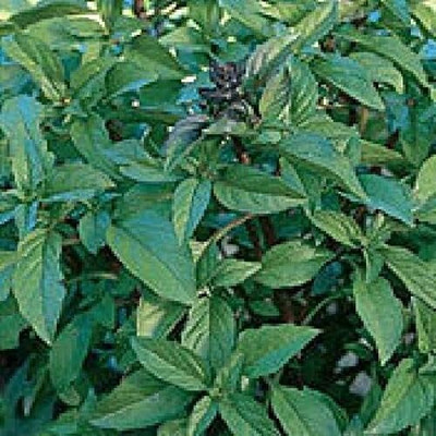 Qualtivate VVI-73 Thai Basil Seeds Seed(1000 per packet)