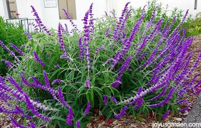 Epazo Salvia F1 Hybrid Mixed Seed(135 per packet)