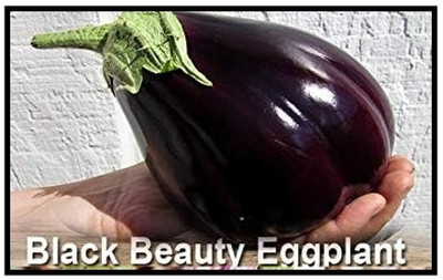 KNESSiN Hybrid Black Beauty Brinjal ( Seeds) Seed(5000 per packet)