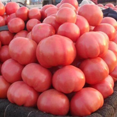 KNESSiN Giant Tomato Seed(1250 per packet)