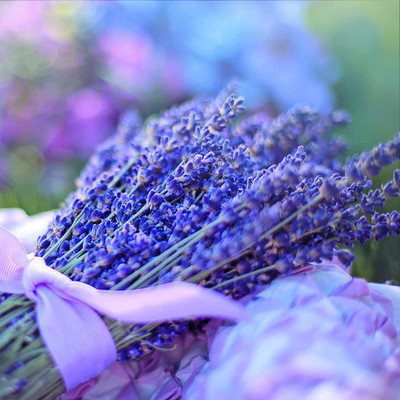 VibeX XLR-57 - English Lavender - (2250 Seeds) Seed(2250 per packet)