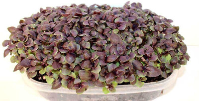 Qualtivate XLL-49 Red Rubin Basil Seeds Seed(1000 per packet)