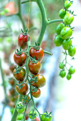 XOLDAA tomato Seed(110 per packet)