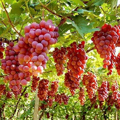 Aywal Grapes Fruit, Black Grapes Seed(20 per packet)