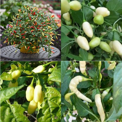 ibains Hybrid red chilli seeds400 Seed(400 per packet)