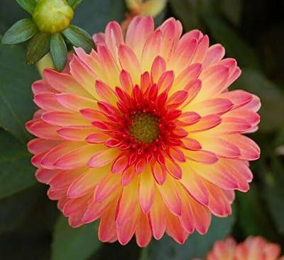 LPR DAHLIA Seed(10 per packet)