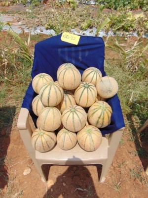 VibeX GUA-15 - Muskmelon high yielding variety Arka Siri - (150 Seeds) Seed(150 per packet)