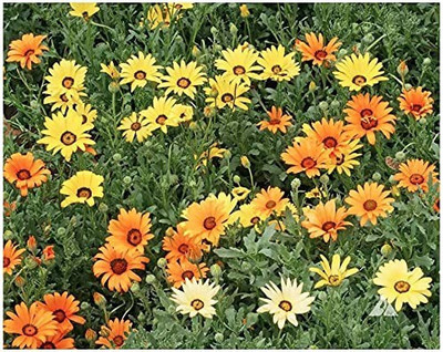 MAA Daisy Seed(190 per packet)