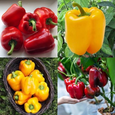 ibains Capsicum seeds shimla mirchi pack of 170 Seed(170 per packet)