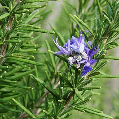 CYBEXIS PUAS-9 - Rosmarinus officinalis Rosemary - (2250 Seeds) Seed(2250 per packet)