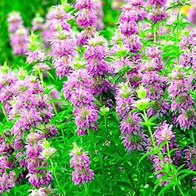 Qualtivate ICRA-2A Monarda Citriodora Lemon Bee Balm Seed(200 per packet)