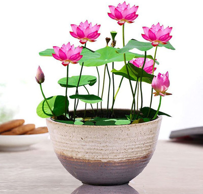 CYBEXIS XL-29 - Mixed Color Water Lily Flower - (270 Seeds) Seed(270 per packet)