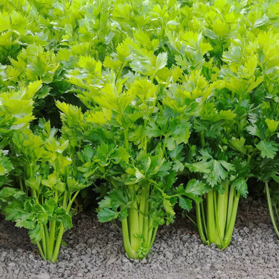Quentova Celery Vegetable/Herb-5O-GAV Seed(100 per packet)